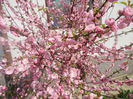 Prunus triloba (2014, April 03)