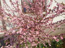 Prunus triloba (2014, April 03)