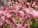 Prunus triloba (2014, April 03)