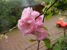 Prunus triloba (2014, April 10)