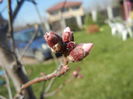 Prunus persica Davidii (2014, March 23)