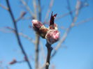 Prunus persica Davidii (2014, March 23)