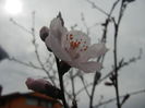 Prunus persica Davidii (2014, March 25)