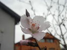 Prunus persica Davidii (2014, March 25)