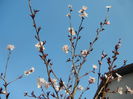Prunus persica Davidii (2014, March 29)