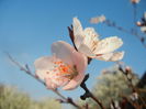 Prunus persica Davidii (2014, March 29)