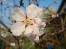 Prunus persica Davidii (2014, March 29)