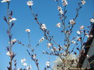 Prunus persica Davidii (2014, March 30)