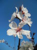 Prunus persica Davidii (2014, March 30)