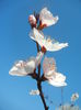 Prunus persica Davidii (2014, March 30)