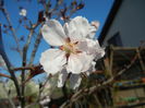 Prunus persica Davidii (2014, March 30)