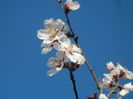 Prunus persica Davidii (2014, March 30)