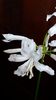 Nerine