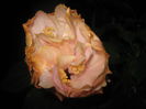 Picture My plants 1595