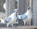 Dati in Brasov la Ioan P