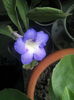 streptocarpus
