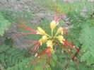 caesalpinia giliesii