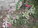 lagerstroemia indica cam atacata de fainare