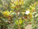 magnolia grandiflora in floare inca