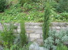 cupressus sempervirens