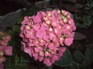 HORTENSIA