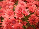 Red Chrysanthemum (2014, Oct.09)