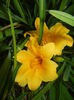 Hemerocallis Stella de Oro (2014, Sep.12)