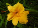 Hemerocallis Stella de Oro (2014, Sep.15)