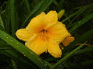 Hemerocallis Stella de Oro (2014, Sep.15)