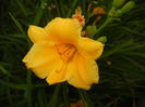 Hemerocallis Stella de Oro (2014, Sep.21)