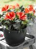 adelaparvu.com-despre-trandafirul-japonez-trandafirul-chinezesc-Hibiscus-text-Carli-Marian-Foto-Flor
