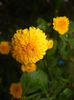 Yellow Chrysanthemum (2014, Oct.09)