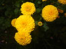 Yellow Chrysanthemum (2014, Oct.09)
