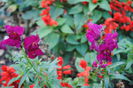 11 oct,gura leului(Antirrhinum)