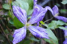 clematis Tie Dye