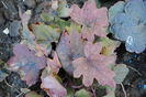 heuchera Sweet Tea