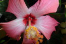 painted lady-101