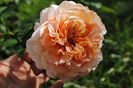 Augusta Luise