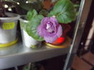 DSCF3008