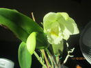 cattleya alba 2 2014.10.11 3