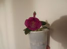 DSCF2778