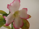 DSCF2760