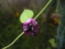 Morning Glory_Ipomoea (2014, Sep.21)