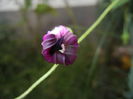Morning Glory_Ipomoea (2014, Sep.21)