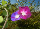 Morning Glory_Ipomoea (2014, Sep.25)