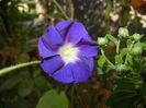 Morning Glory_Ipomoea (2014, Sep.25)