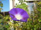Morning Glory_Ipomoea (2014, Sep.25)