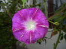 Morning Glory_Ipomoea (2014, Sep.26)