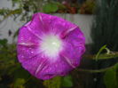 Morning Glory_Ipomoea (2014, Sep.26)