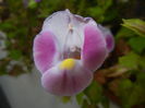 Torenia Rose Dream (2014, Sep.21)